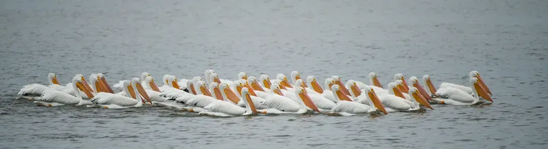 A line of American white pelicans standing along the edge of a pond at Pea Island National Wildlife Refuge near Salvo on Hatteras Island