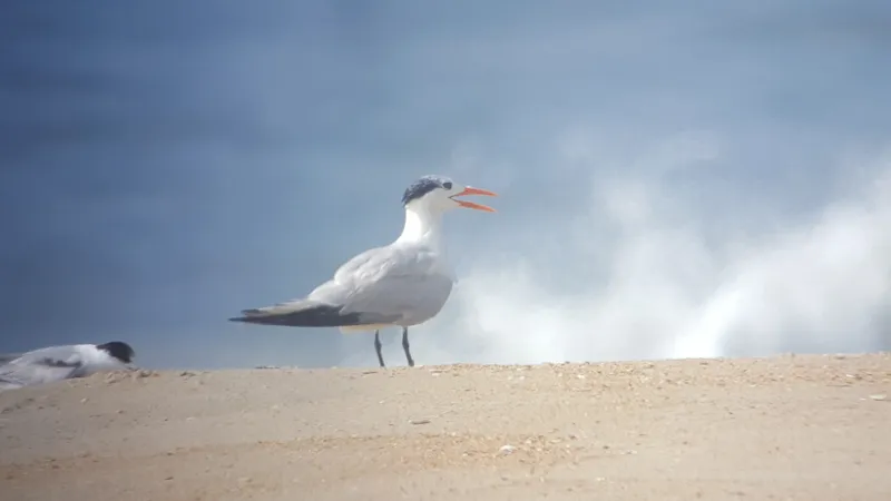 Royal tern standing on the beach at Hatteras Island, a common shorebird along the Outer Banks coast