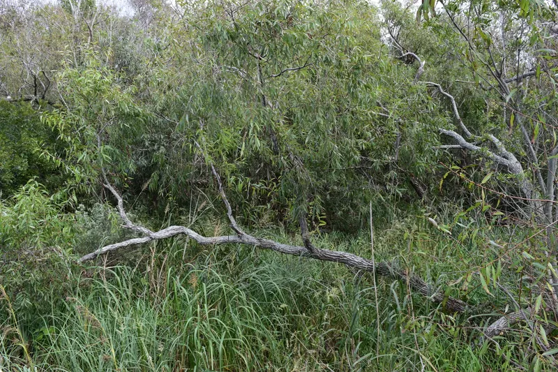 Willow tree and wetland marsh vegetation along the boardwalk at Duck Town Park with the sound visible through the greenery