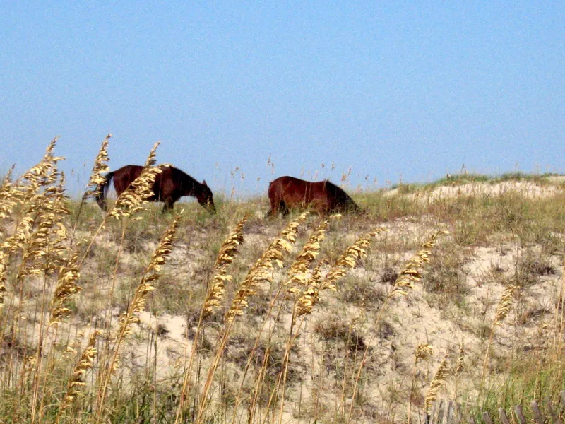 Wild horses grazing on sea oats among the dunes north of Corolla on the 4WD beaches of the Outer Banks