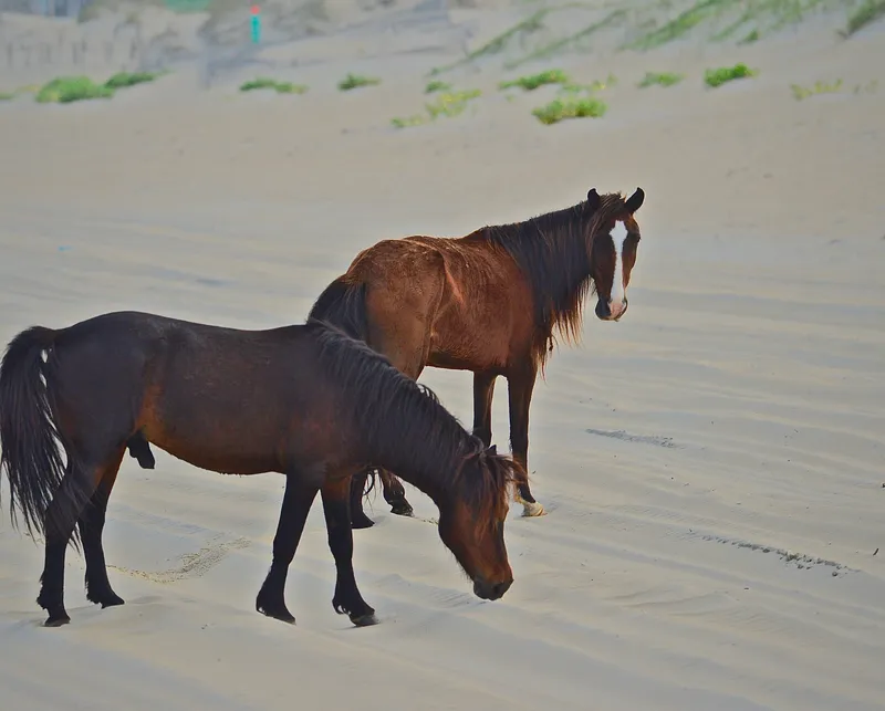 Two wild Spanish mustangs standing among sand dunes and sea oats on the Outer Banks, keeping their distance from observers