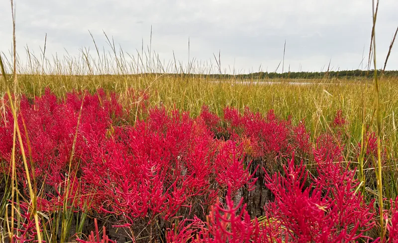 Beds of glasswort changing from green to red in autumn at Cape Hatteras National Seashore, showing the colorful salt marsh landscape