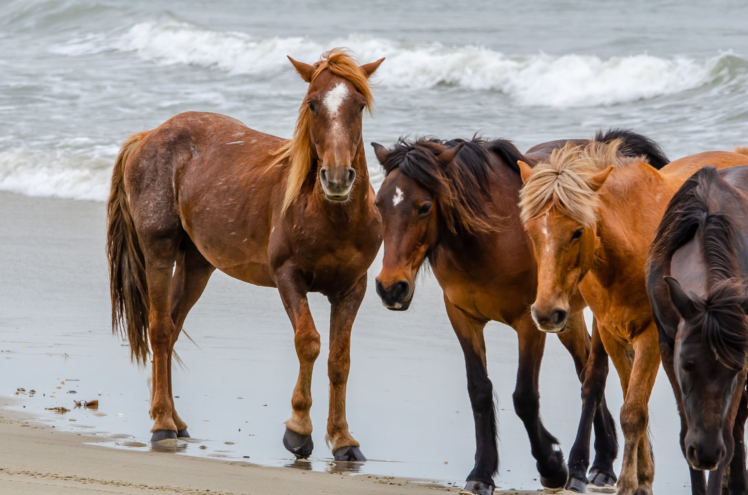 Wild horses grazing on the sandy shore at Carova Beach, Outer Banks, with sea oats and dunes in the background